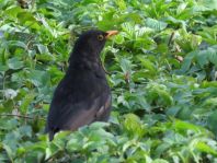 Amsel unterwegs