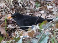 Amsel unterwegs
