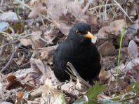 Amsel unterwegs