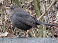 Amsel unterwegs