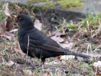 Amsel unterwegs