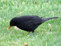 Amsel unterwegs