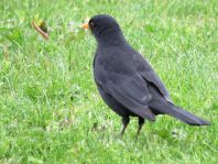 Amsel unterwegs
