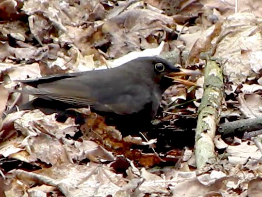 Amsel
