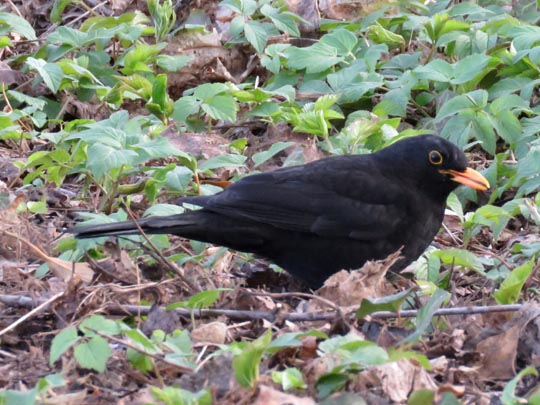 Amsel