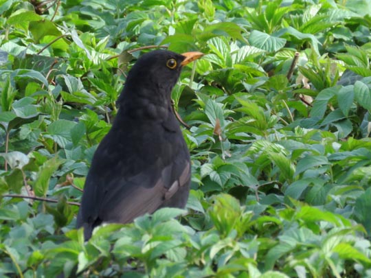 Amsel