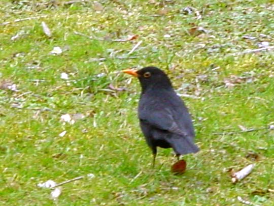 Amsel