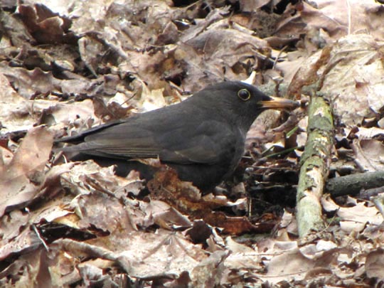 Amsel
