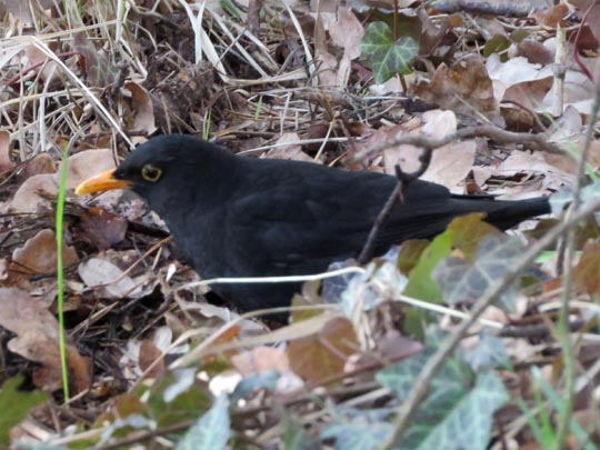 Amsel