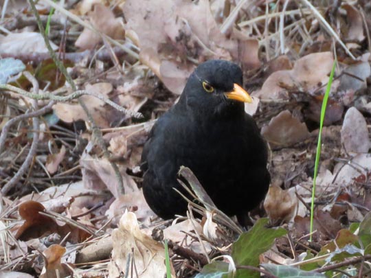 Amsel