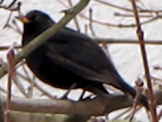 Amsel