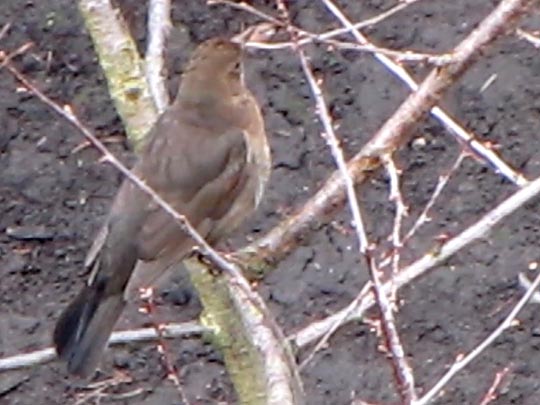 Amsel