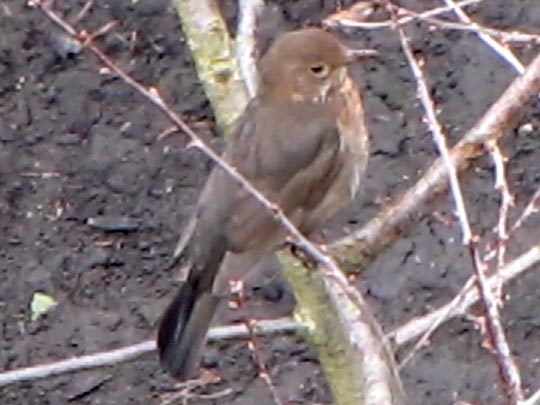 Amsel