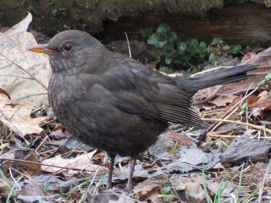 Amsel