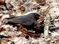 Amsel unterwegs