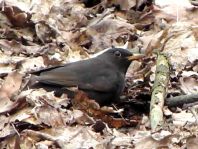 Amsel unterwegs