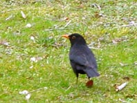 Amsel unterwegs