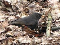 Amsel unterwegs