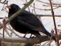 Amsel unterwegs