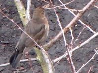 Amsel unterwegs
