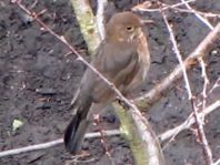 Amsel unterwegs