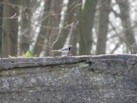 Bachstelze, Motacilla alba