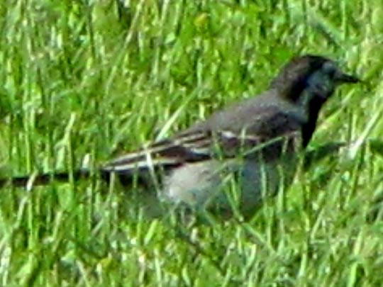 Bachstelze, Motacilla alba