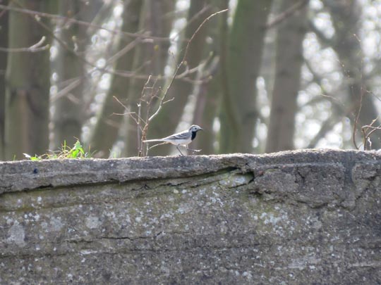 Bachstelze, Motacilla alba