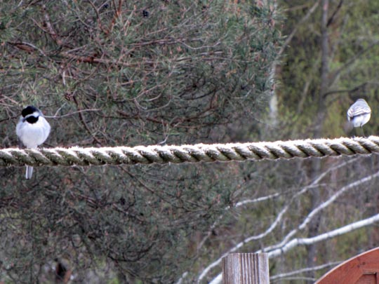 Bachstelze, Motacilla alba