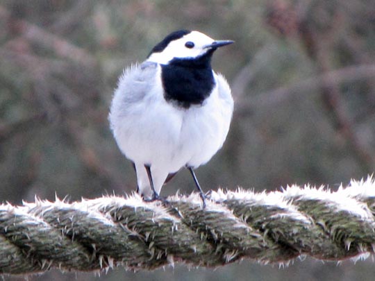 Bachstelze, Motacilla alba