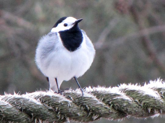 Bachstelze, Motacilla alba