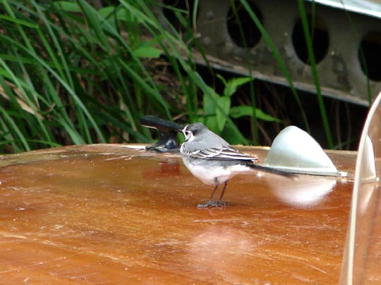Bachstelze, Motacilla alba