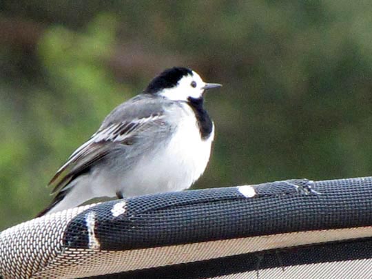 Bachstelze, Motacilla alba