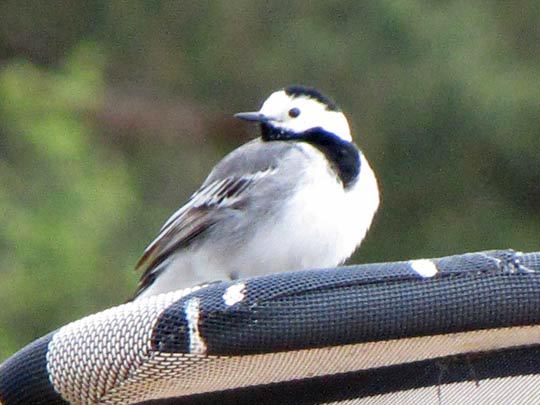 Bachstelze, Motacilla alba