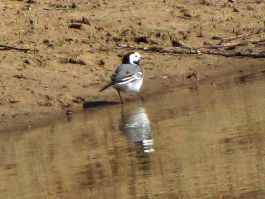 Bachstelze, Motacilla alba