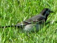 Bachstelze, Motacilla alba