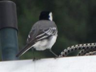 Bachstelze, Motacilla alba