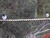 Bachstelze, Motacilla alba