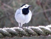 Bachstelze, Motacilla alba
