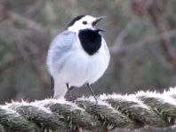 Bachstelze, Motacilla alba