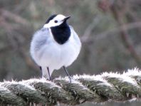 Bachstelze, Motacilla alba