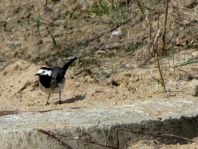 Bachstelze, Motacilla alba