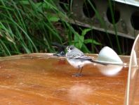 Bachstelze, Motacilla alba