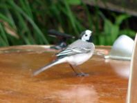 Bachstelze, Motacilla alba