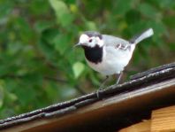 Bachstelze, Motacilla alba