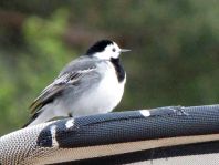 Bachstelze, Motacilla alba