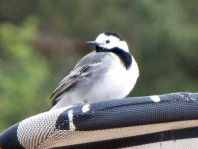 Bachstelze, Motacilla alba