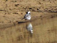 Bachstelze, Motacilla alba