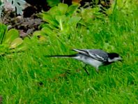 Bachstelze, Motacilla alba