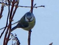 Blaumeise, Cyanistes caeruleus